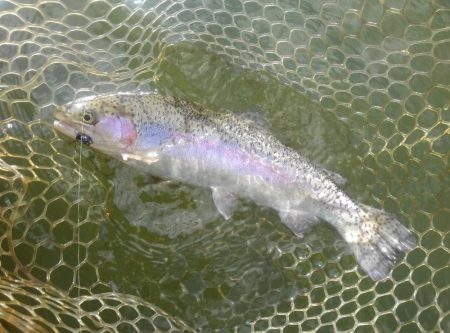 大安トラウトレイク 釣果